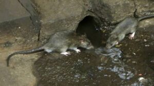 DOH reminds public to be on guard vs leptospirosis