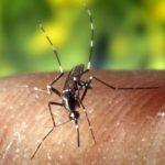 Dengue cases in Negros Occ surge