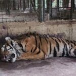 Animal advocate accuses Amlan Zoo of animal cruelty