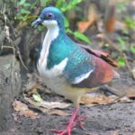 Singapore wildlife group turns over Negros bleeding- heart pigeons