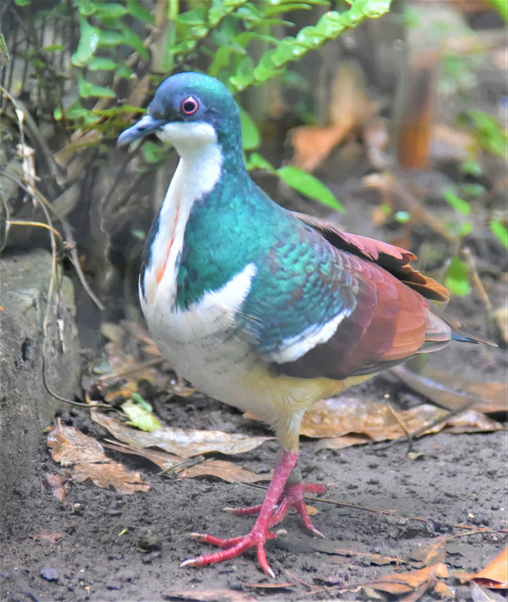 Singapore wildlife group turns over Negros bleeding- heart pigeons