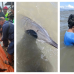 30 dolphins found in shallow waters in Bais City; 2 dead