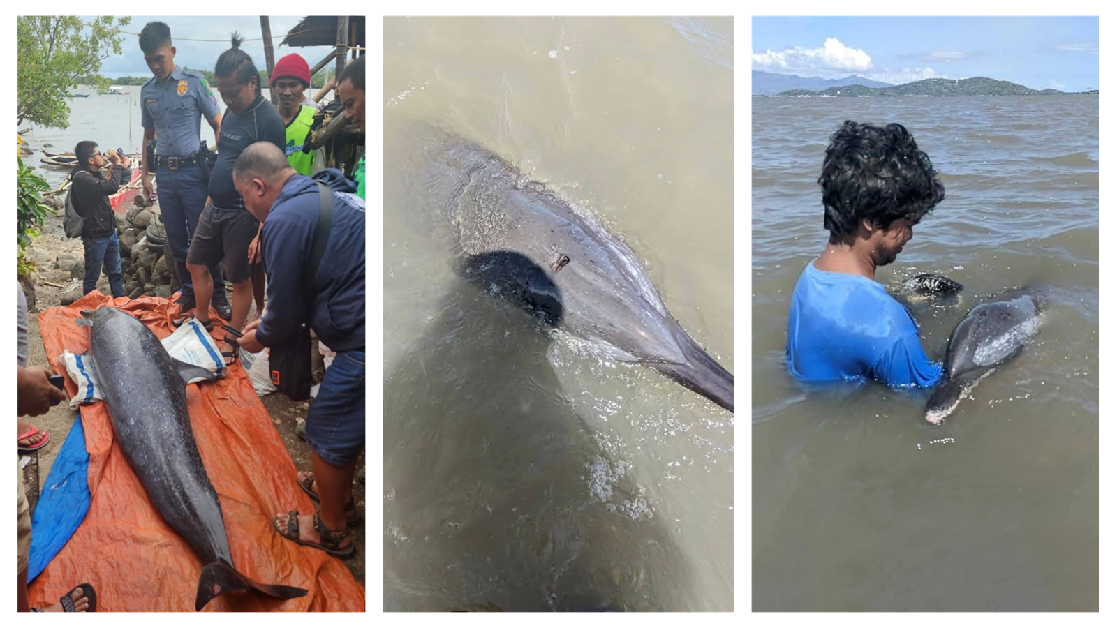 30 dolphins found in shallow waters in Bais City; 2 dead