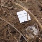 Body of missing 13-yr-old flood victim recovered in Bago